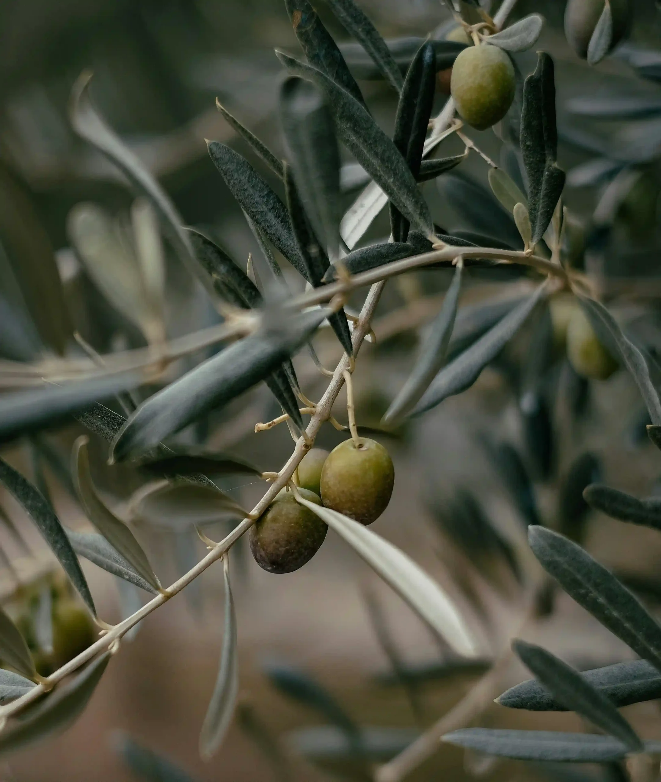 Products turkish extra virgin olive oil olives supplier